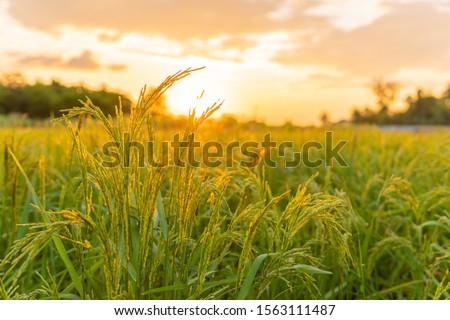  rice field in Beautiful sunrise Royalty-Free Stock Photo #1563111487