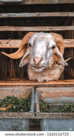 a portrait photo of a goat facing a camera