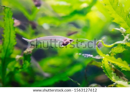 Glass catfish (Kryptopterus bicirrhis) - a unique transparent freshwater fish in aquarium. Close-up undewater photo among green seaweed. Visible spine and bones Royalty-Free Stock Photo #1563127612