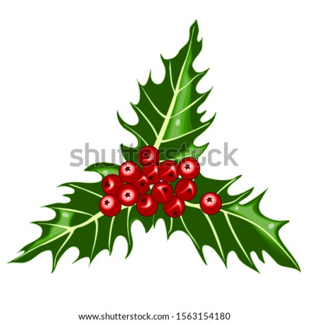 holly, red berries with green leaves, color clip-art on a white isolated background
