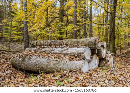 The pile of wood lies in the forest. Autumn view of the felled tree.
