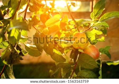 Apple branch with apples and leaves