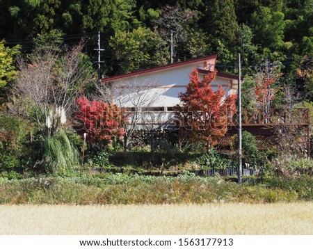 
Red roof and autumn leaves