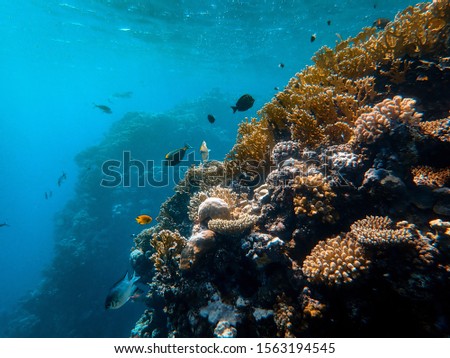 A closeup shot of beautiful fish and corals under the sea