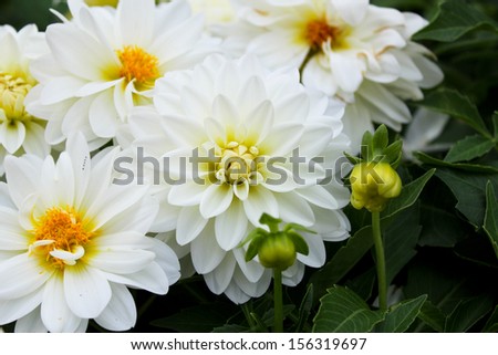 White dahlia flowers close up