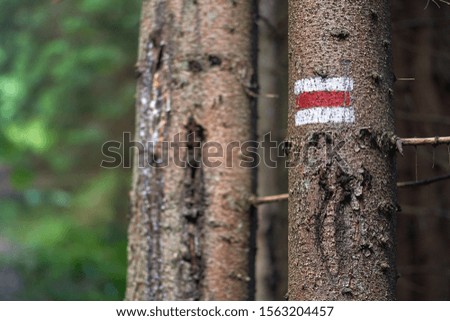 Signs in the deep forest