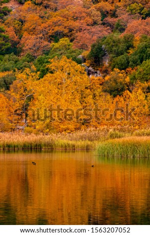 colorful foliage with lake reflection in autumn. Kovada Lake Turkey