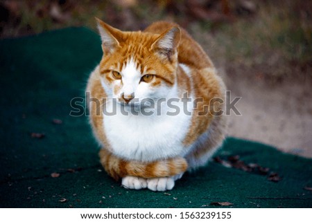 a wild cat sitting on the street.