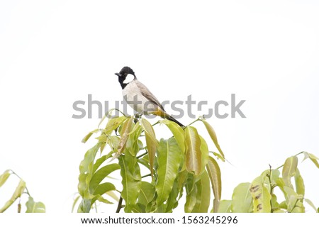 The red-vented bulbul is a member of the bulbul family of passerines. It is resident breeder across the Indian subcontinent, including Sri Lanka extending east to Burma and parts of Tibet