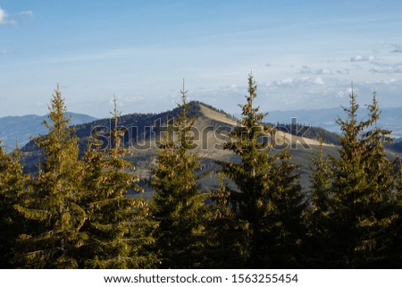 through the high firs, a panorama of the mountains