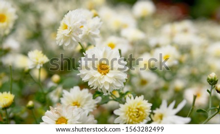 Chrysanthemum pattern in flowers park. Cluster of White chrysanthemum flowers. Beautiful chrysanthemum as background picture. Chrysanthemum wallpaper, chrysanthemums in autumn.
