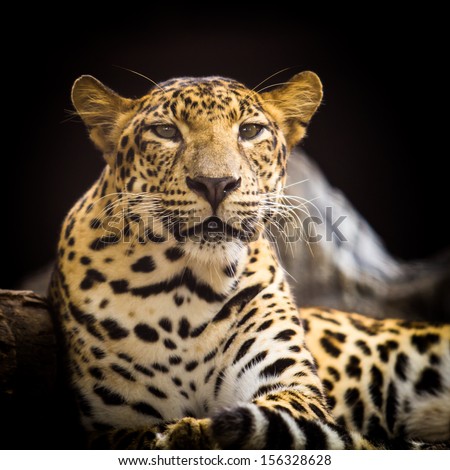 Portrait of leopard was lying on a black background.