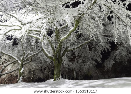 Trees covered with snow, dark sky and shining lantern. Night shot. Snowfall at night. Ideal picture that brings up holiday spirit.