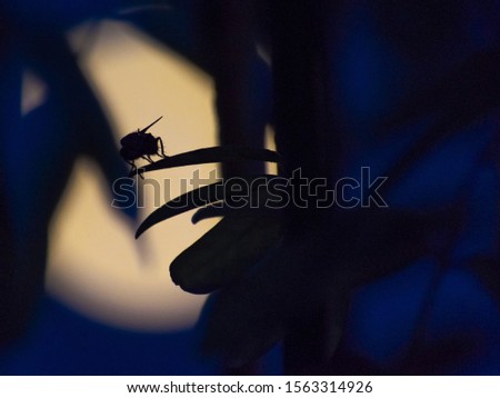A mysterious shot of an insect silhouette moving in the dark Royalty-Free Stock Photo #1563314926
