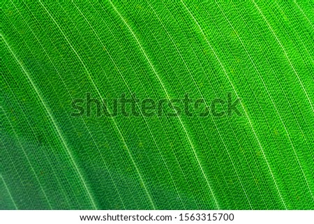Banana leaf texture as natural background. The texture of the palm leaf. Light and shadow on a palm leaf