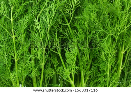 fresh green dill background. fresh green dill texture. top view Royalty-Free Stock Photo #1563317116