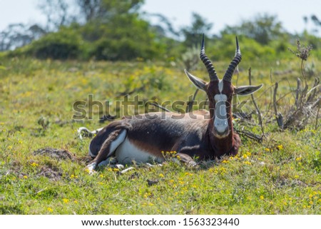 A Blesbok lying down and looking at the camera in an open field. The photo was taken on a game drive in South Africa. 