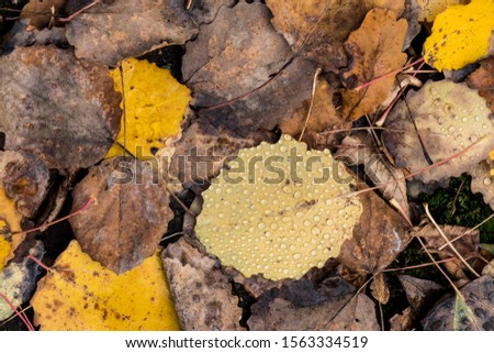 yellow oak leaf covered with dew drops lying on the ground