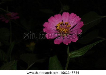 Pink zinnia on dark background