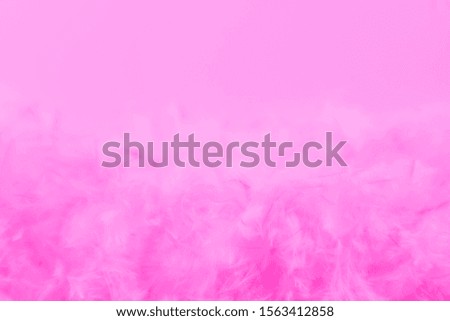 Beautiful abstract colorful white and purple feathers on dark background and soft white pink feather texture on white pattern