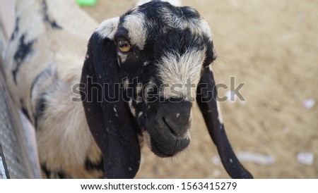 Portrait of a goat on a farm in the village. Beautiful goat posing. Goat with short horns. Goat in the field