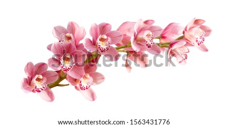 Pink orchid. Tropical flower branch isolated on white background. Clipping path saved Royalty-Free Stock Photo #1563431776