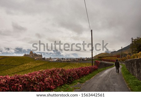 A person walking near the Castle of Aigle, between vineyards, in autumn. Switzerland