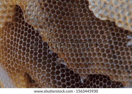 honeybee with honeycomb outdoors in honeycomb