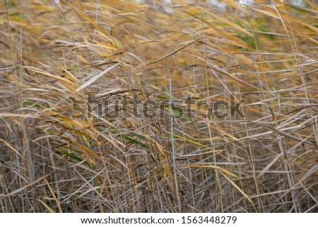 Autumn reeds in yellow color