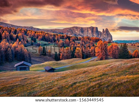 Gorgeous autumn view of Alpe di Siusi with beautiful yellow larch trees and Schlern (Sciliar) mountain on background. Colorful morning scene of Dolomite Alps, Ortisei locattion, Italy, Europe. 