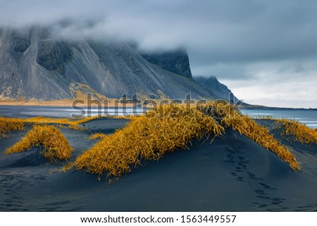 Captivating morning view of Stokksnes cape with Vestrahorn (Batman Mountain) on background. Attractive autumn landscape with black sand dunes with yellow grass. Travel to Iceland.