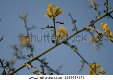 detail of plant for background flower picture