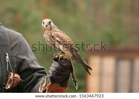 A Peregrine Falcon (Falco peregrinus). These birds are the fastest animals in the world.