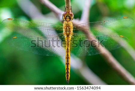 Macro inscet picture of dragonfly hanging on small branch and soft blur green nature background