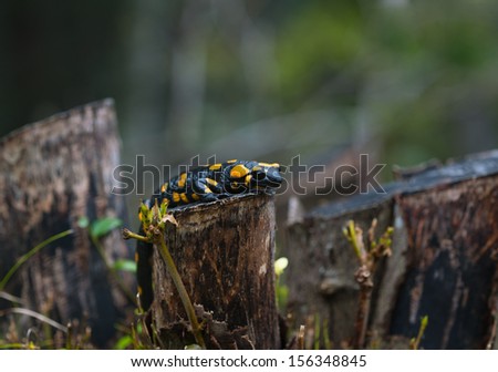 fire salamander with black eyes and toxical skin