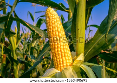 The corn or maize in the sweet corn field. waiting for harvest. Royalty-Free Stock Photo #1563490693