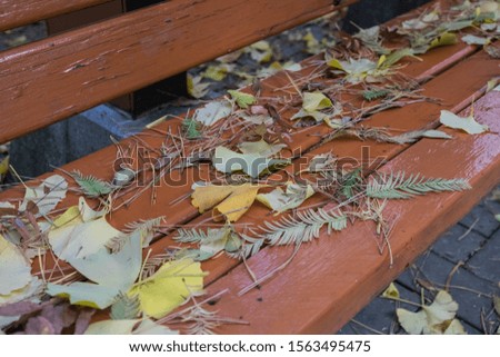autumn foliage falling on the park's bench