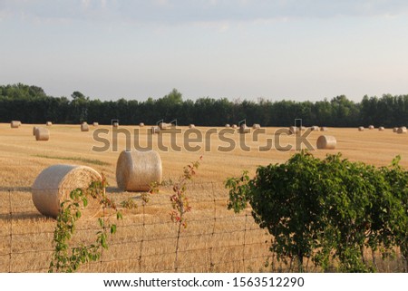 Farmers Market Produce and Bales of Hay in Fields