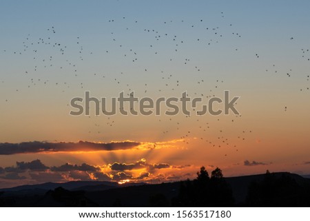 Beautiful Landscape at Sunset with a Flock of Birds, Mazzarino, Caltanissetta, Sicily, Italy, Europe