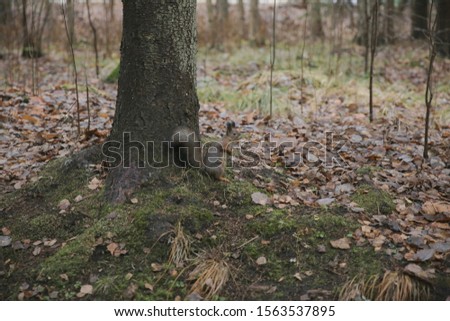 Small Squirrel in the forest