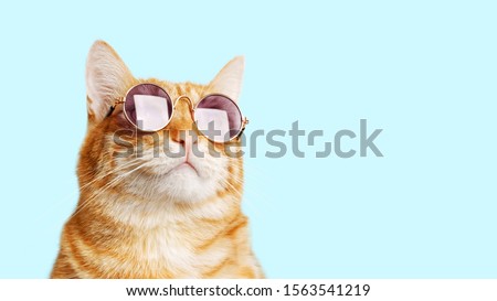 Closeup portrait of funny ginger cat wearing sunglasses isolated on light cyan. Copyspace. Royalty-Free Stock Photo #1563541219