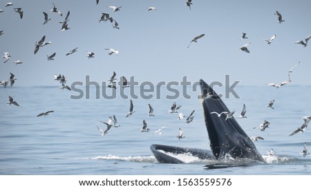 Bryde's whale feeding in Gulf of Thailand.