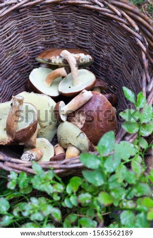 boletus in the wicker creel - mushroom picking