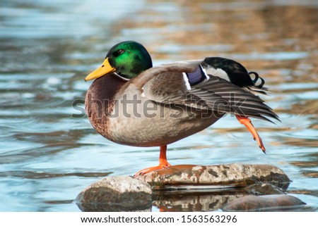 A duck stretching its leg