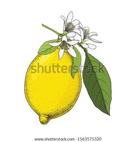 Lemon. Citrus fruit branch with flowers and leaves. Hand drawn vector image. Vintage ink illustration, isolated on white background. 