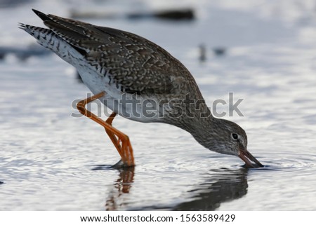 Common Redshank (Tringa totanus) foraging in the mudflats during the autumn migration, East Frisian Islands, East Frisia, Lower Saxony, Germany