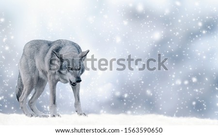 Portrait of fabulous grinning gray wolf (canis lupus) ready to attack on winter snow background with snowflakes. Fantasy christmas card with snowy fairy tale landscape and predator animal. Copy space.