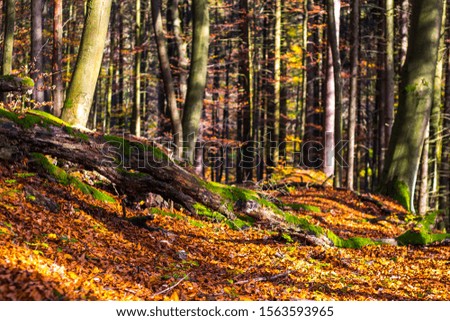 Way in the forest with fallen tree during autumn afternoon.