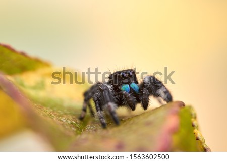 Phidippus regius a jumping spider