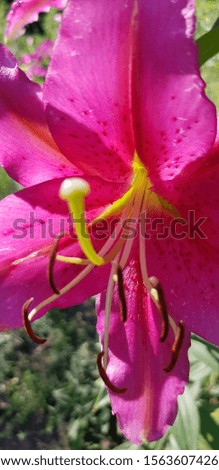 Pink Lily inside and distinct back petal